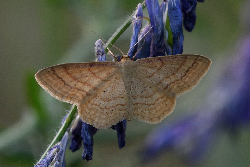 Idaea rufaria - vörhenyes sávosaraszoló
