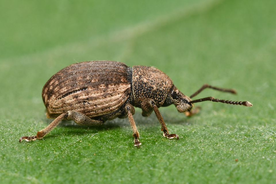 Otiorhynchus raucus - molyhos gyalogormányos