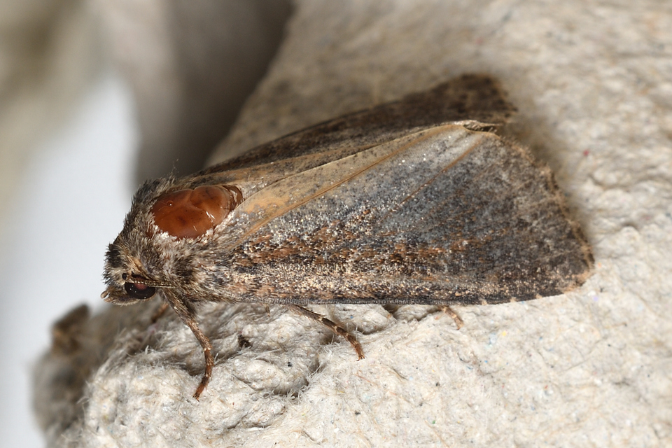 Apterogenum ypsillon - ipszilon-erdeibagoly