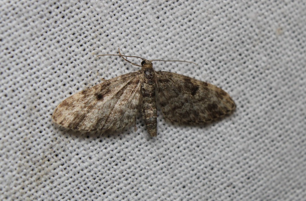 Eupithecia tantillaria - feketegyűrűs törpearaszoló