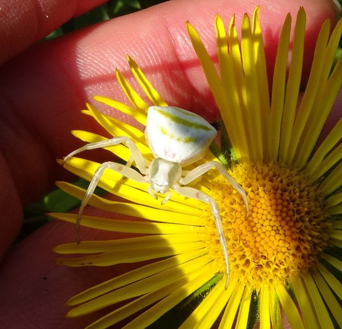 Thomisus onustus - fehér karolópók