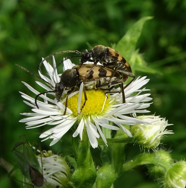 Pachytodes erraticus - rajzos virágcincér