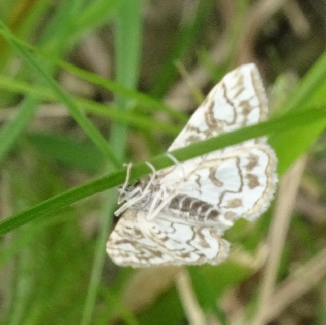 Elophila nymphaeata - tarka vízimoly