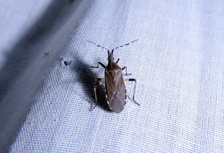 Dicranocephalus