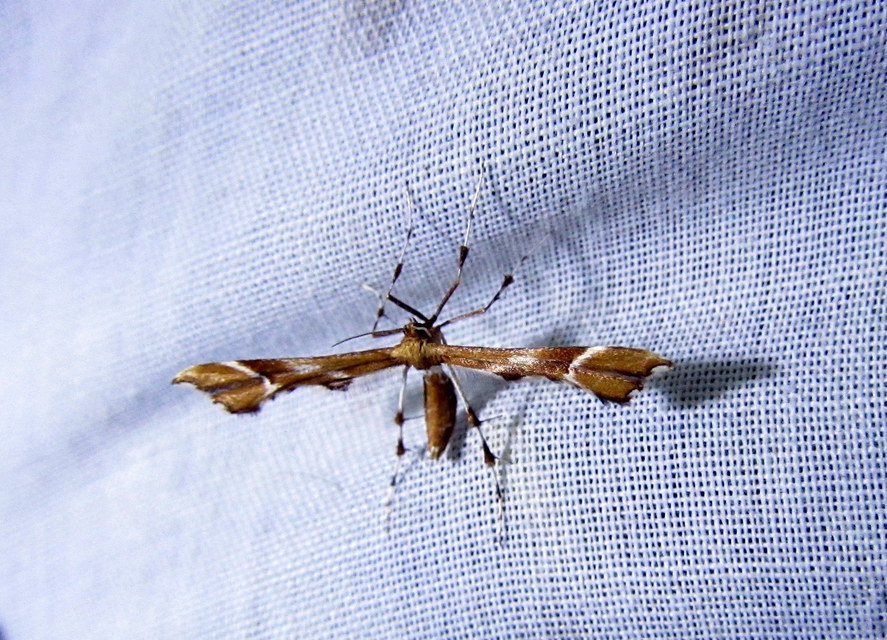 Cnaemidophorus rhododactyla - rózsabogyó-tollasmoly Cnaemidophorus rhododactyla - rózsabogyó-tollasmoly