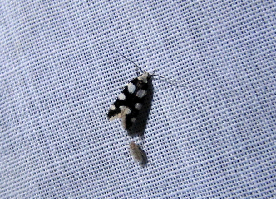 Pseudotelphusa tessella - sóskafamoly