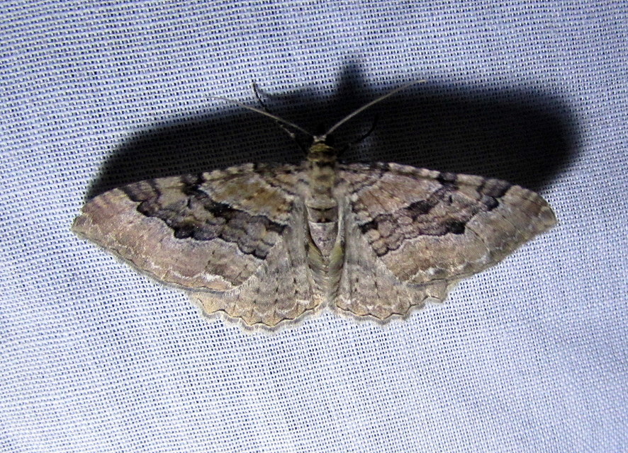 Hydria cervinalis - őzbarna araszoló