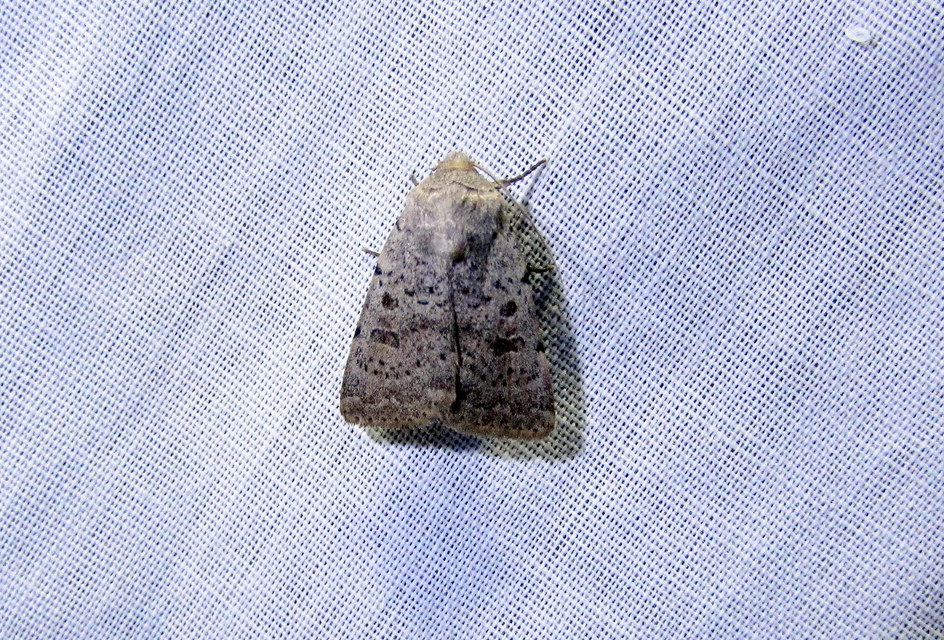 Hoplodrina respersa - bogáncs-selymesbagoly