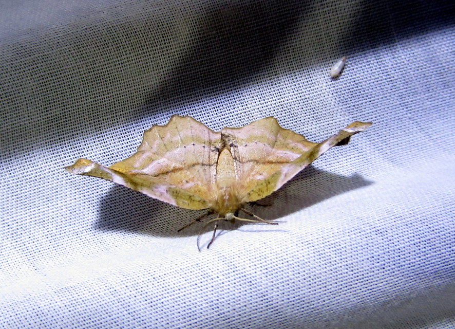 Apeira syringaria - orgona-araszoló