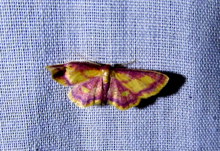 Idaea muricata - mocsári pirosaraszoló