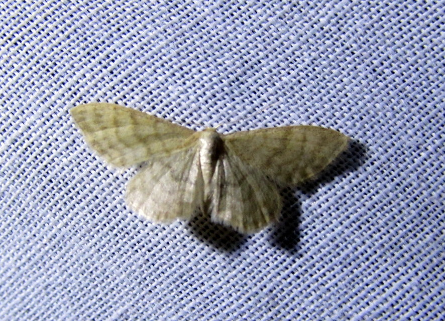 Idaea dilutaria - napvirág-apróaraszoló