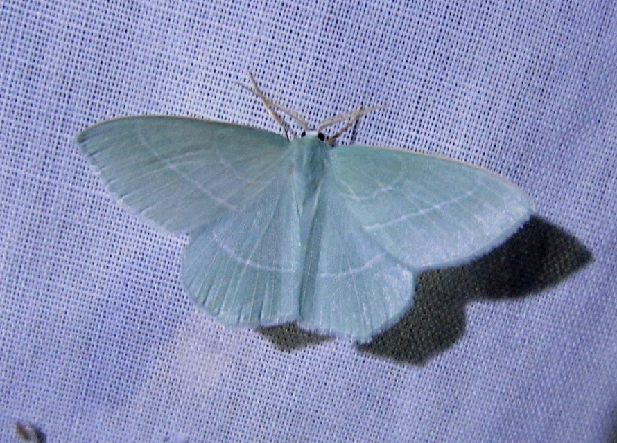 Hemistola chrysoprasaria - kékes zöldaraszoló