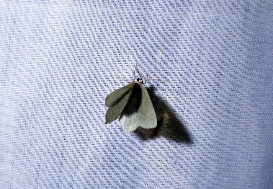 Hemithea aestivaria - nyír-zöldaraszoló