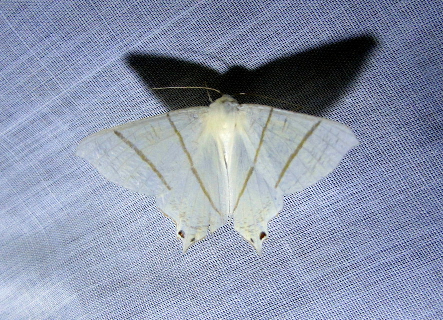 Ourapteryx sambucaria - fecskefarkú araszoló