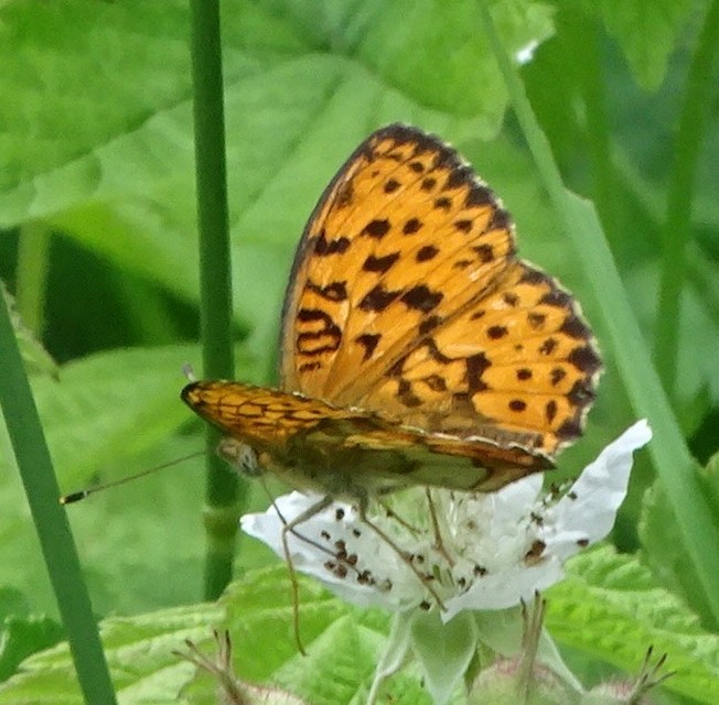 Brenthis daphne - málna-gyöngyházlepke