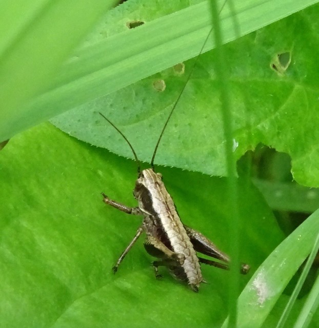Pholidoptera griseoaptera - szürke avarszöcske