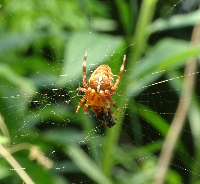 Araneus diadematus - koronás keresztespók