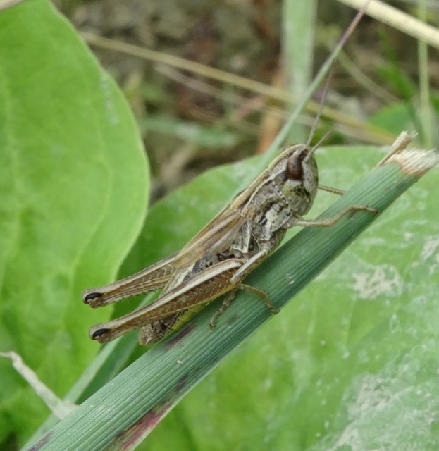 Euchorthippus