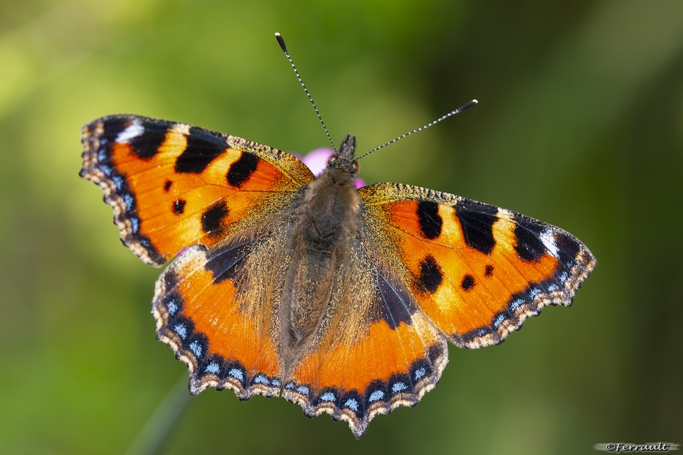 Nymphalis urticae - kis rókalepke
