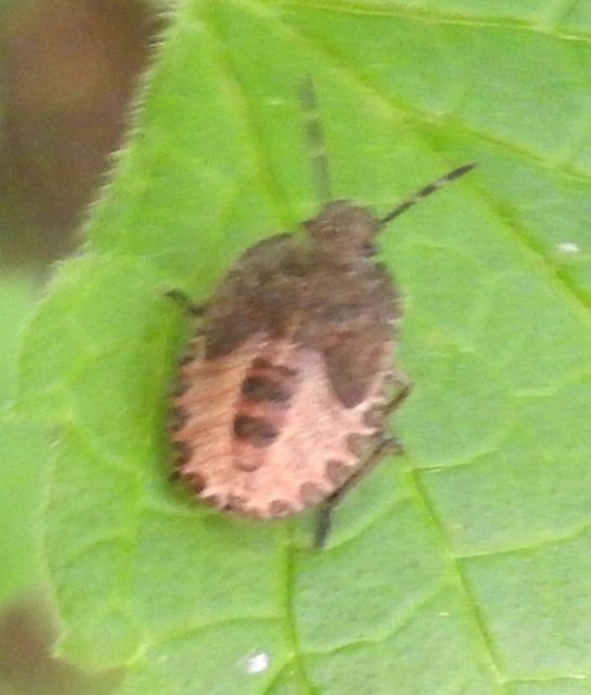 Dolycoris baccarum - közönséges bogyómászó-poloska