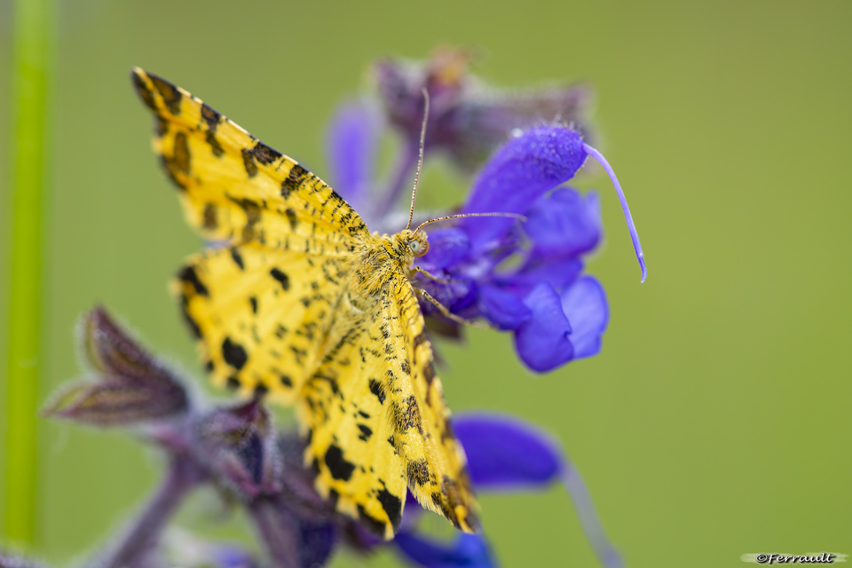 párducfoltos araszoló - Pseudopanthera macularia
