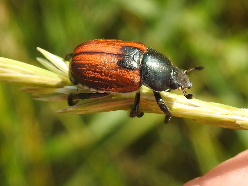 Anisoplia austriaca - osztrák szipoly