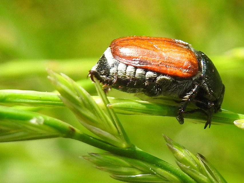 Anisoplia austriaca - osztrák szipoly