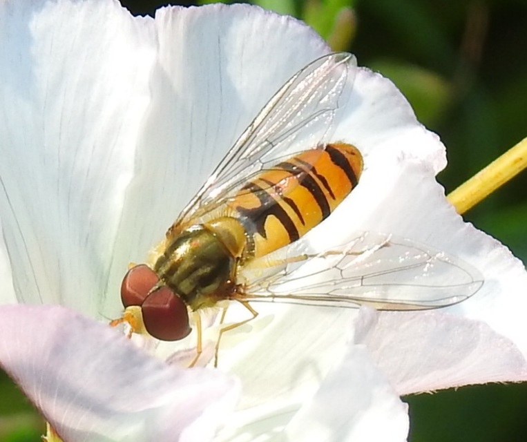 Episyrphus balteatus - ékfoltos zengőlégy