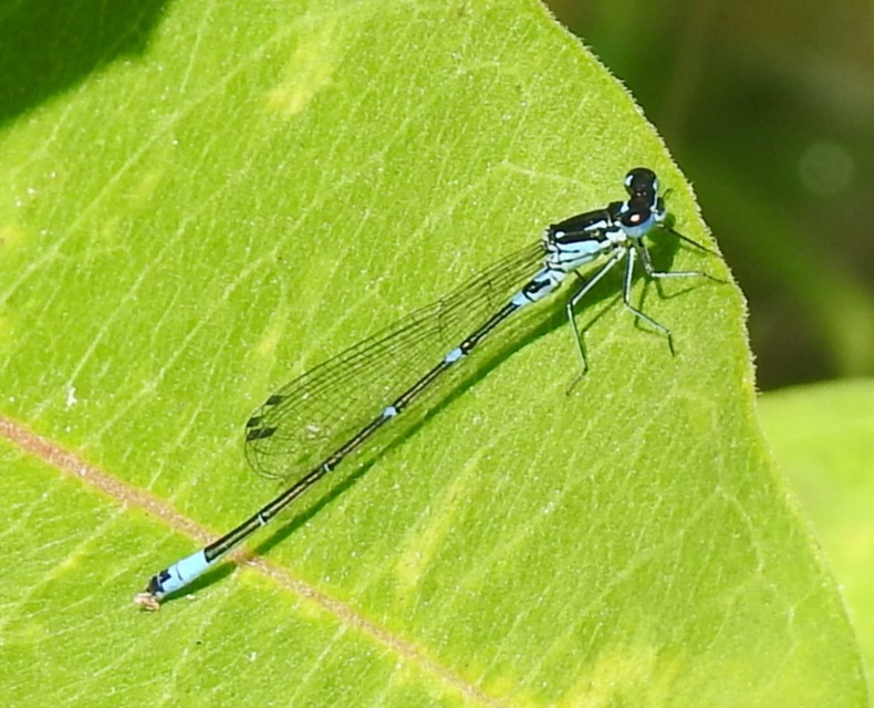 Coenagrion pulchellum - karcsú légivadász