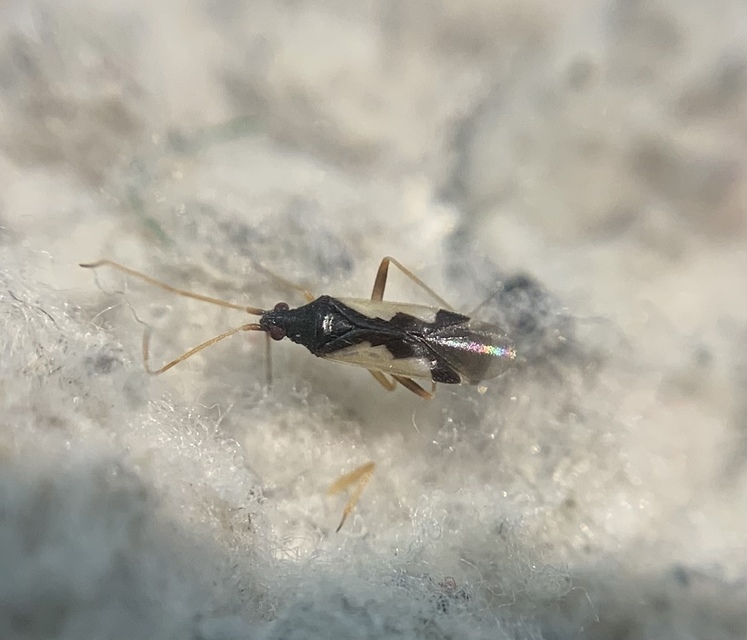 Hallodapus suturalis