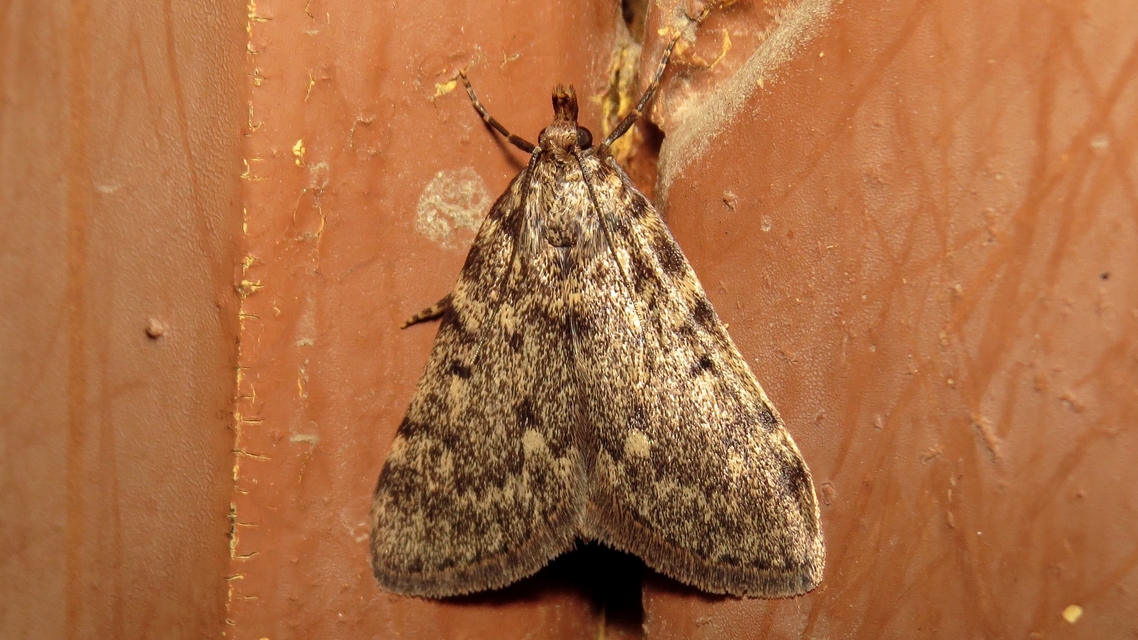 Aglossa pinguinalis - zsiradékmoly