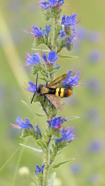 Megascolia maculata - óriás-tőrösdarázs