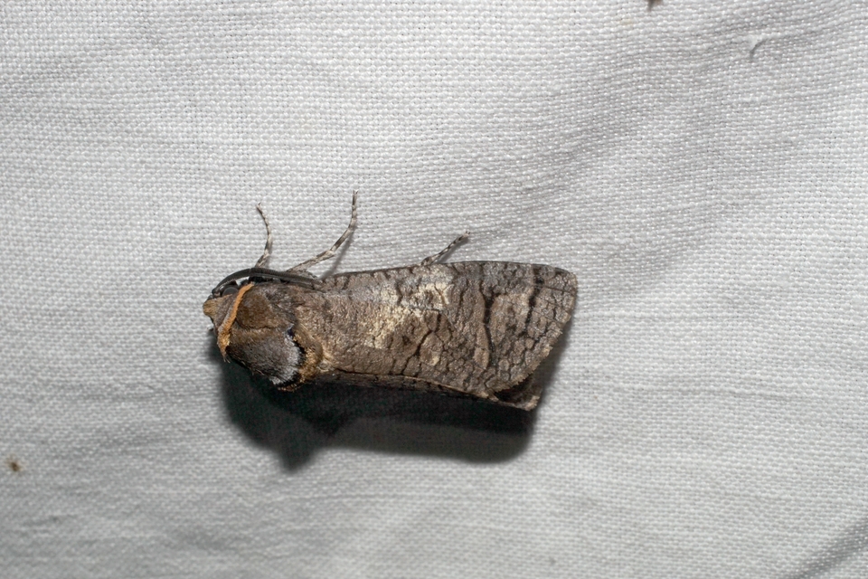 Cossus cossus - fűzfarontólepke
