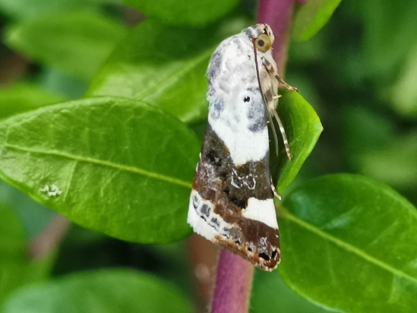 Acontia lucida - fehér nappalibagoly
