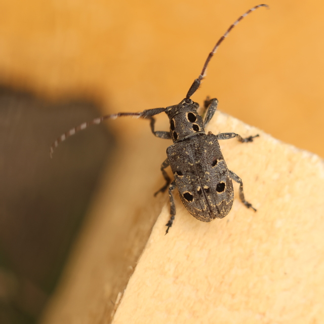 Mesosa curculionoides - szemfoltos cincér Mesosa curculionoides - szemfoltos cincér