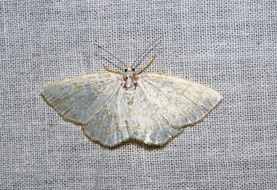 pettyes égeraraszoló - Cabera exanthemata