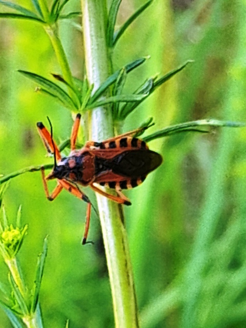 Rhynocoris iracundus - közönséges gyilkospoloska