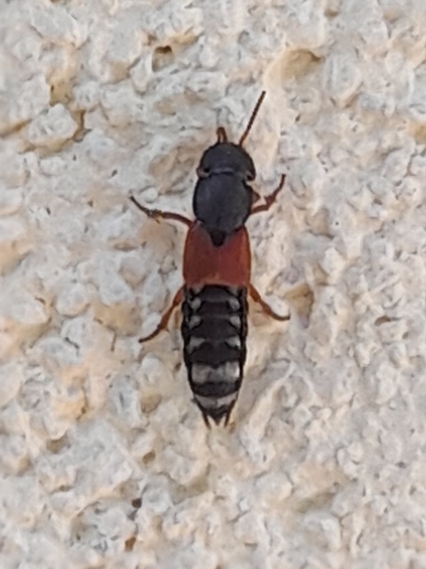 Platydracus stercorarius - trágyatúró holyva Platydracus stercorarius - trágyatúró holyva