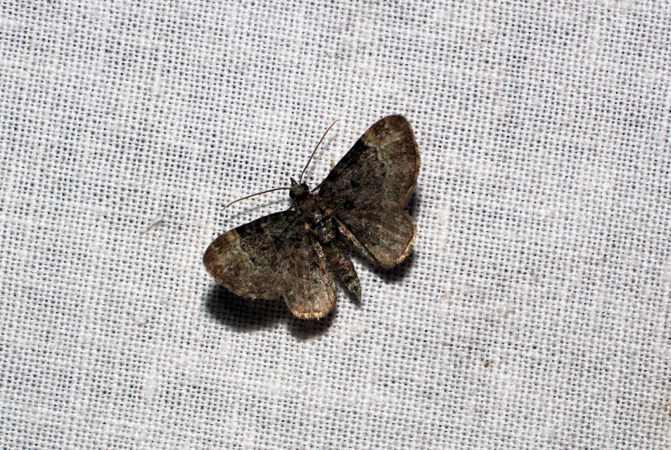 Pasiphila rectangulata - almavirág-araszoló