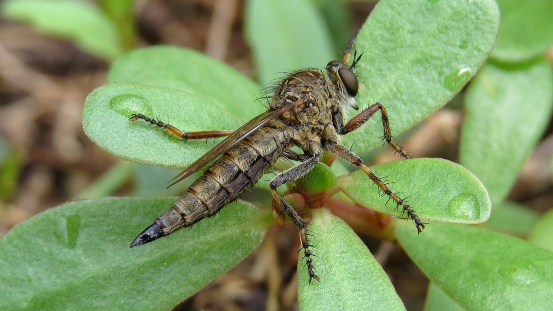 Tolmerus cingulatus