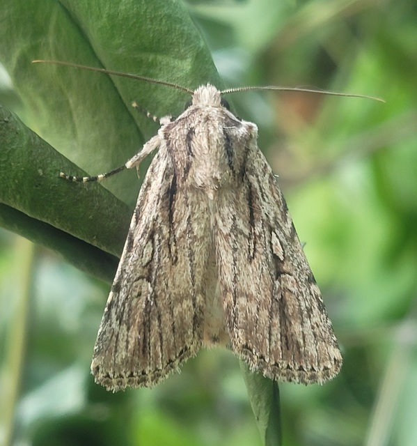 Dichagyris signifera - pompás földibagoly