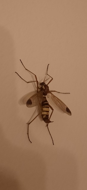 Ctenophora ornata - sárga fésűsszúnyog