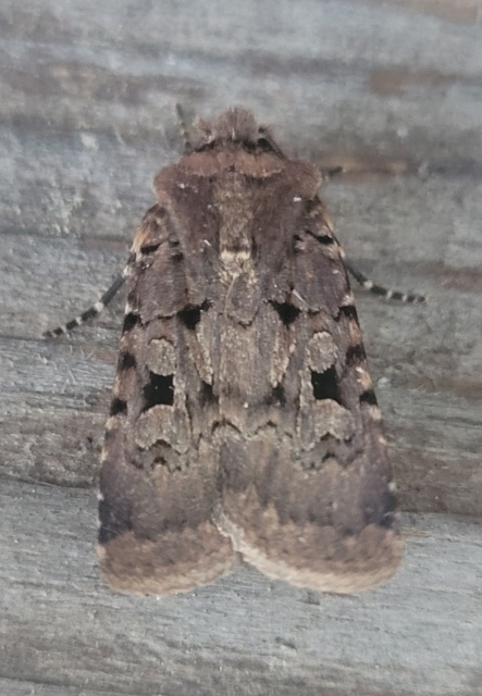 Chersotis rectangula - barna földibagoly