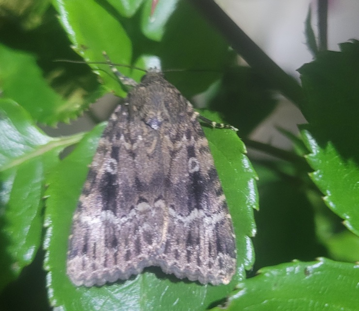 Amphipyra berbera/pyramidea