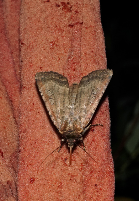 házibagoly - Spaelotis ravida