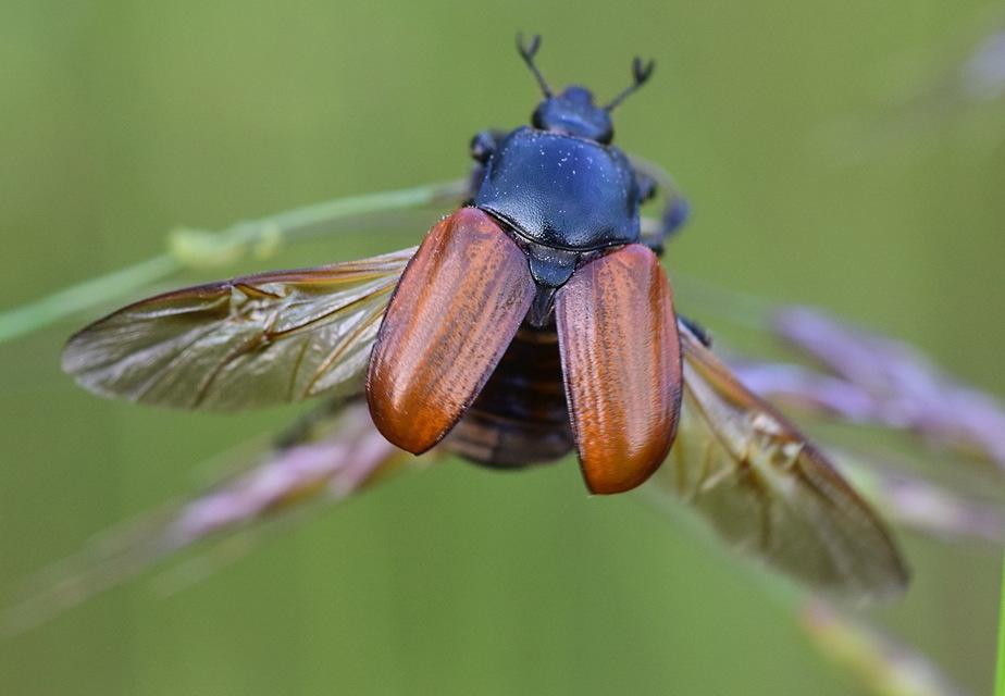 Anisoplia lata - széles szipoly Anisoplia lata - széles szipoly