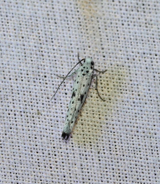 Yponomeuta plumbella - pókhálós bengemoly