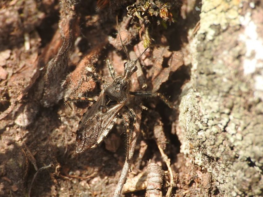 Coranus