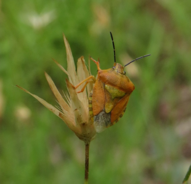 Carpocoris Carpocoris