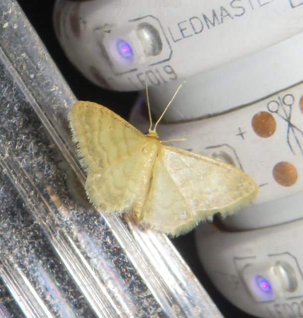 Idaea dilutaria - napvirág-apróaraszoló